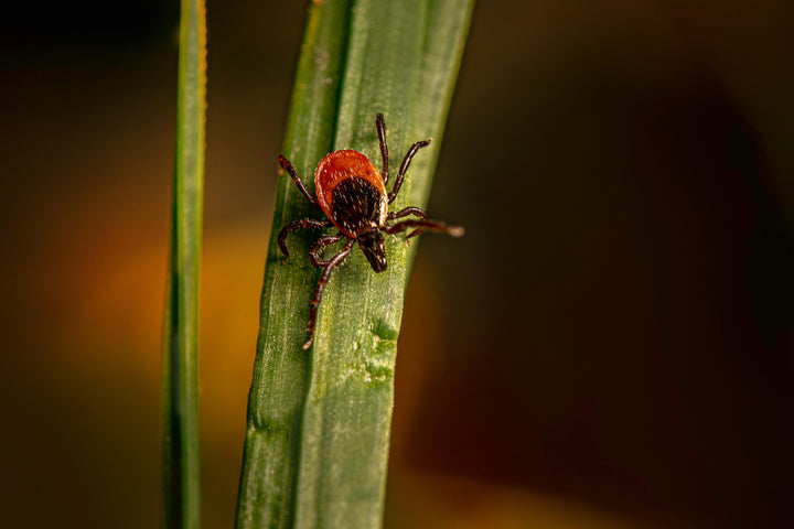 Lyme Disease & Bartonella: Hidden Causes of Bipolar Symptoms