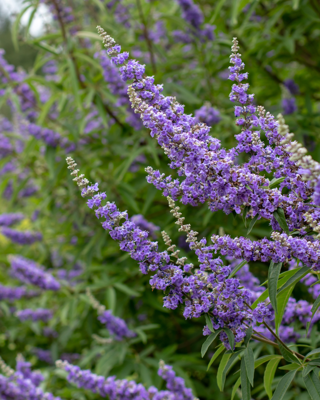 Chaste Tree Berry: Balancing Hormones Naturally