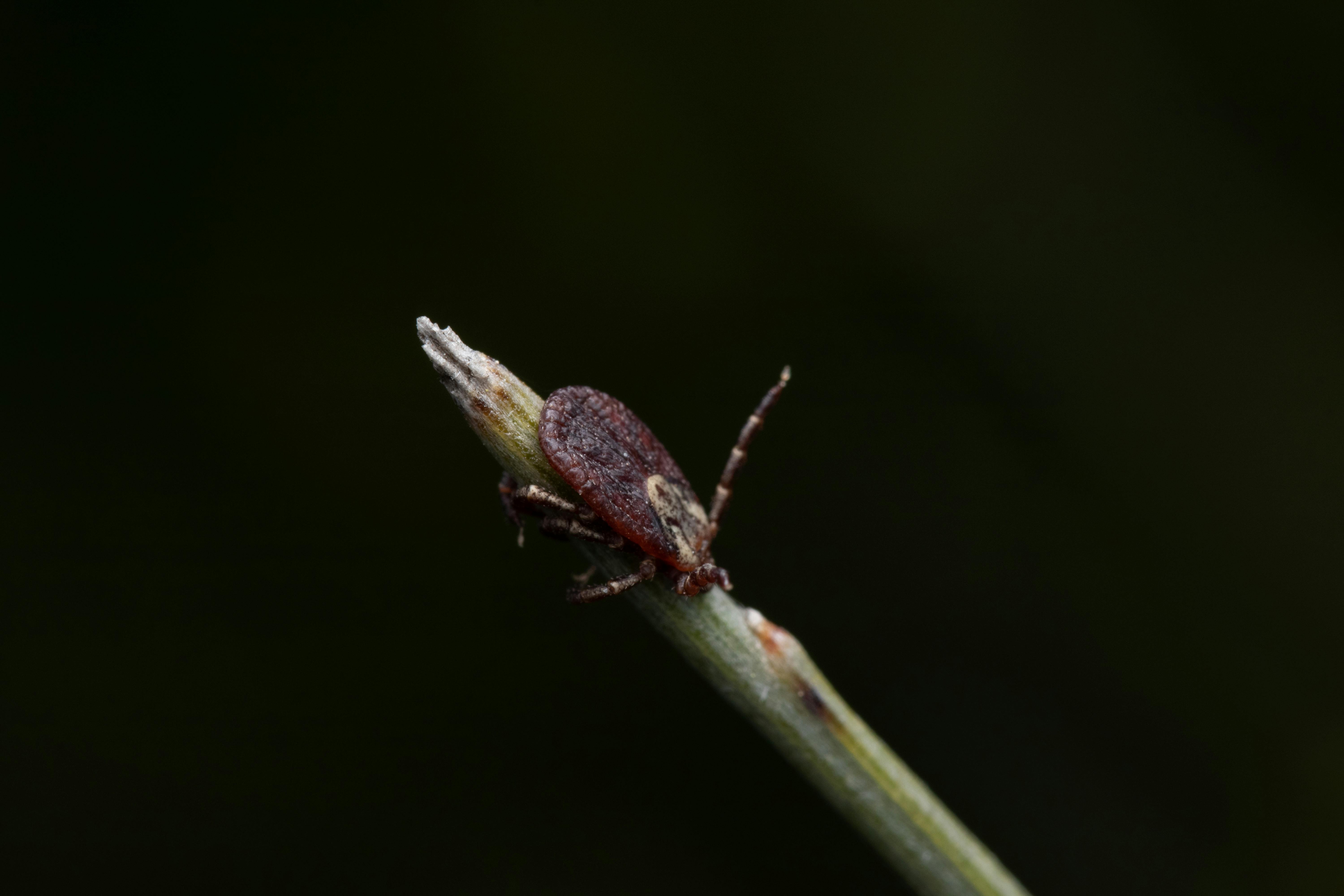 Testing for Parasites: Why It’s So Hard to Get an Accurate Response